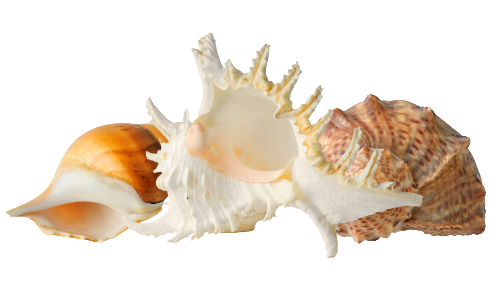 caracol